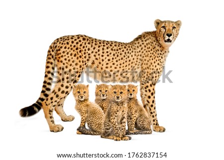 three months old cheetah cub sitting next they mother, isolated