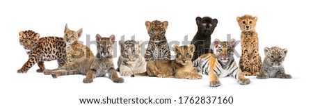 Large group of many wild cats cub together in a row