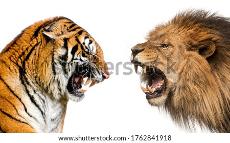 Side view of a lion and a tiger roaring ready to fight, isolated on white