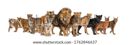Large group of many species wild cats together in a row Royalty-Free Stock Photo #1762846637
