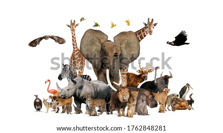 Large group of African fauna, safari wildlife animals together, in a row, isolated Royalty-Free Stock Photo #1762848281
