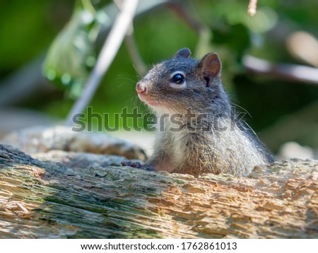 Close-up on Père David's rock squirrel sitting on the wooden branch. Sciurotamias davidianus or Chinese rock squirrel in the warm evening light. Selective focus, blurred background of tree and leaves.
