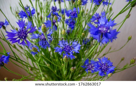 Bouquet of cornflowers on a beautiful white background. Concept image.