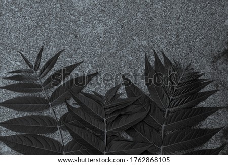 Green palm leaves on black granite background. Creative minimalism trendy backdrop for advertising design. Natural grey stone texture with tropical plants silhouettes. Palms mobile phone wallpaper.