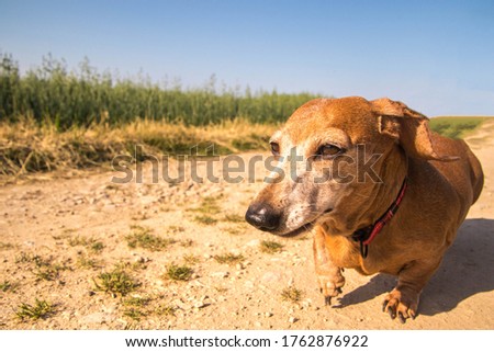 A Miniature Dachshund dog walking through the beautiful countryside of Lincolnshire, United Kingdom.