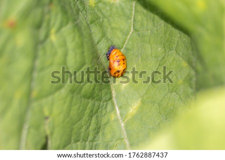 New born ladybug eclosing on a green leaf as switch from larva to ladybug beetle with black dots on its red wings show the new born lucky talisman, harmony and natural pest control in agriculture