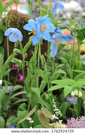 Himalayan blue poppy (Meconopsis) Lingholm flowers on an exhibition in May 2014