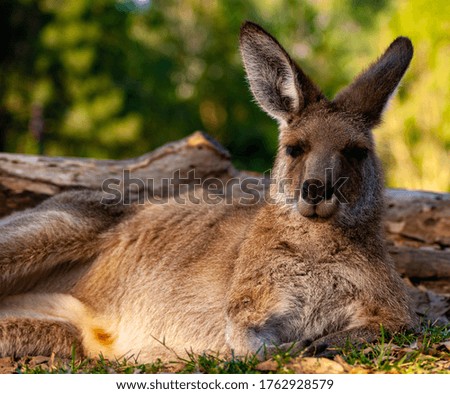 Sleepy Kangaroo in a Wood