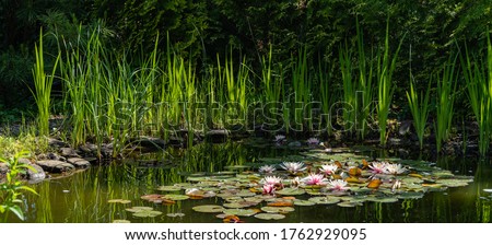 Magical garden pond with blooming water lilies and lotuses. Water and other evergreens along coast are reflected in water surface of pond. Atmosphere of relaxation, tranquility and happiness. 