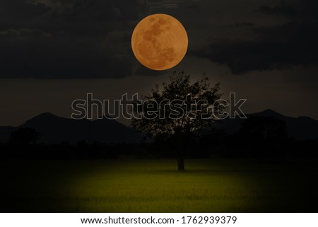 Full moon over silhouette tree in the field at night.