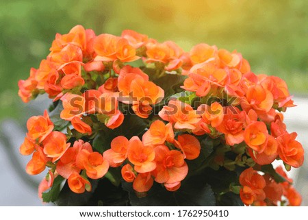 Begonia flowers with green natural background.