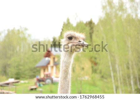 
ostrich Struthionidae long neck fastest bird waiting for food imprisoned in zoo park cute animal small head.