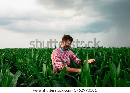 Young farmer standing in corn field examining crop during the cloudy day.