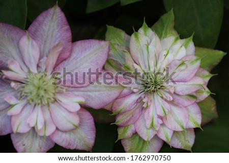 Clematis Innocent Glance in the garden Royalty-Free Stock Photo #1762970750