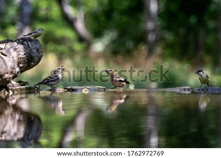 Birds drinking water from a pond