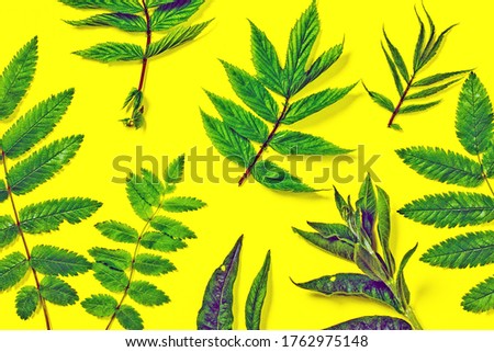 
Various green plant leaves on a yellow background, pattern for creativity, top view, isolate