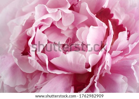 Pink peonies close up background. Vintage floral background. Beautiful spring garden. Wedding concept.