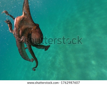 Underwater photo of isolated octopus swimming in deep emerald exotic sea