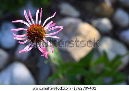 Echinacea angustifolia or rudbeckia plant. View from above on a blooming flower.
