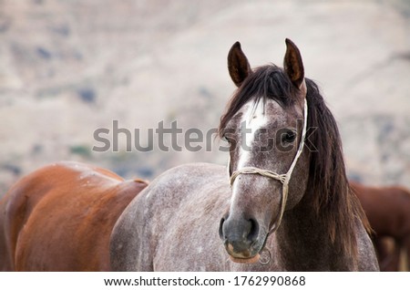 arabian horses in the valley