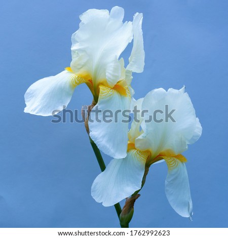 White iris flowers on a blue background