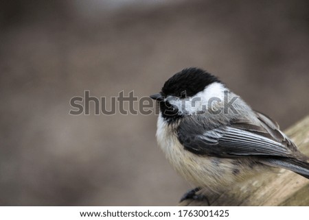 Closeup of grey and white Chickadee with blurred background