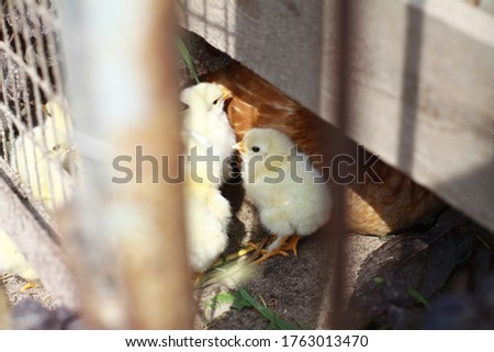 Chicken with a walk in nature in the village. among flowers and bushes, farm animals. Stock photo for design