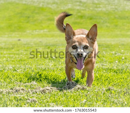 Chihuahua dog with curved tail walks with purpose to greet his owner