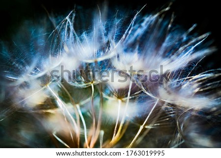 Colorful abstract nature background - dandelion flower fluffy seeds extreme closeup, soft focus, dark background.