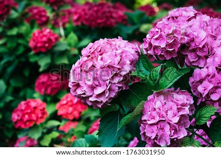 beautiful red and purple flowers with green petals. purple flowers with red flowers in the background. hydrangea bushes, flowering and sunlit