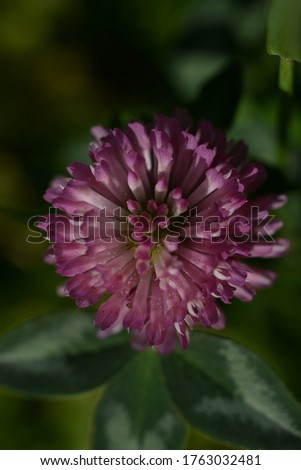 Closeup of a pink clover flower on a field. Macro