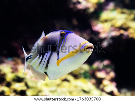 a colorful isolated fish in the aquarium