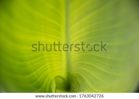 Abstract drawing of a green leaf. No focus, selective focus. Background, texture.