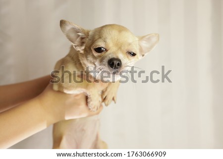 Closeup portrait of small funny beige mini chihuahua dog in hands, puppy, isolated, white background