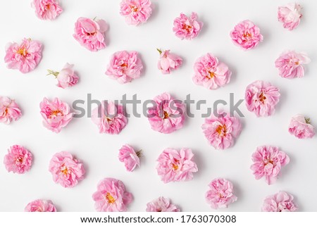 Floral pattern made of pink damask roses on white background. Flat lay, top view.