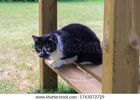Cute white and black cat on top of a wooden floor in the middle of the green garden with grass