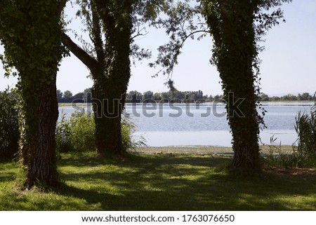 Lakeshore in the shade with three trees covered by ivy on a bright day in summer