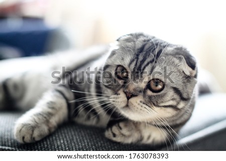 Beautiful pet is playfully looking. Scottish fold cat plays in the afternoon. Stock photo background