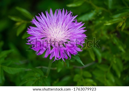 Centaurea dealbata (the Persian or whitewash cornflower). Close-up beautiful purple flower in spring garden on blurry green background. Selective focus with place for text. Nature concept for design Royalty-Free Stock Photo #1763079923