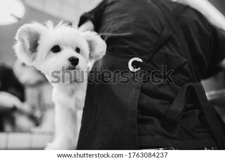 Maltese dog grooming. Haircut dog. Helping animals. High quality photo