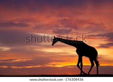 Silhouette of a giraffe against a beautiful sunset