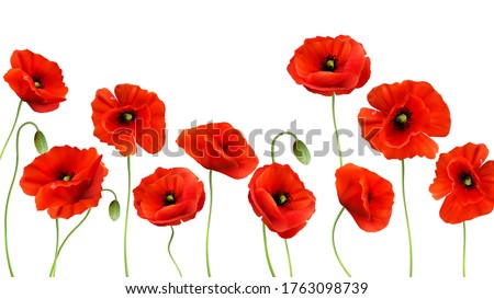 Red Poppy background. 3d Realistic Vector Royalty-Free Stock Photo #1763098739