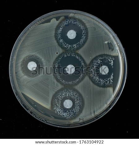 antibiotic susceptibility test on muller hiton agar plate