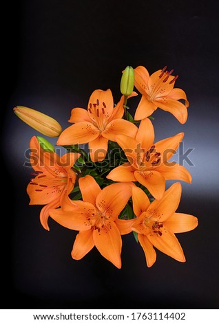 Lilium lancifolium, a bouquet of flowers in orange on a dark background