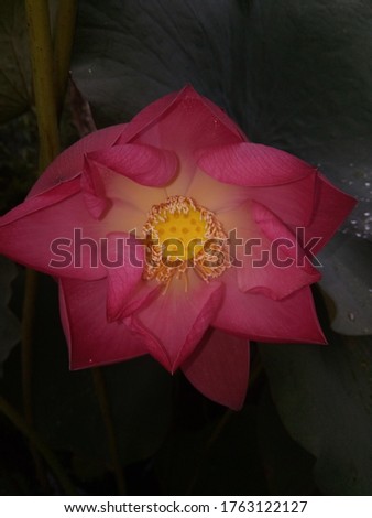 beautiful picture of lotus flower 
