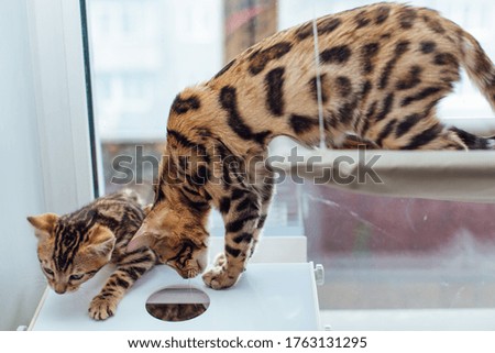 Two cute golden bengal kittens playing on the cat's window bed and windowsill.