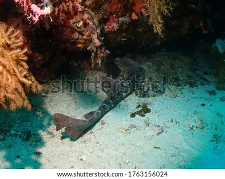 the local raja ampat wobbegong shark hiding around the sea corals