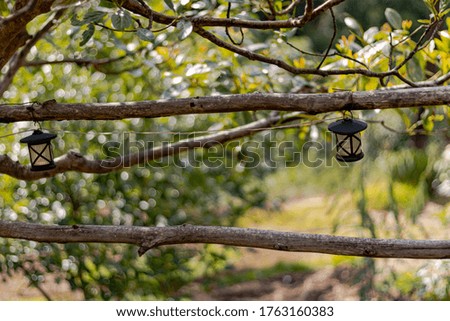 Two lanterns hanging from a tree branch in a park