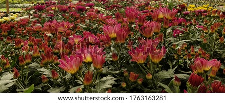 Pink Yellow Relaxing Blooming Flower