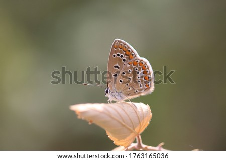 butterfly on a parched leaf